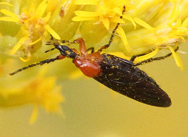 Dilophus spinipes